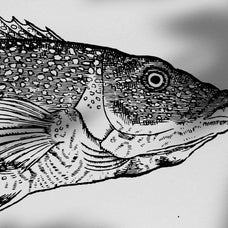 A Renaissance Field Guide to Fish - Vol.02