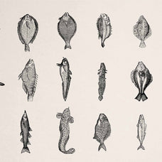 A Renaissance Field Guide to Fish - Vol.02
