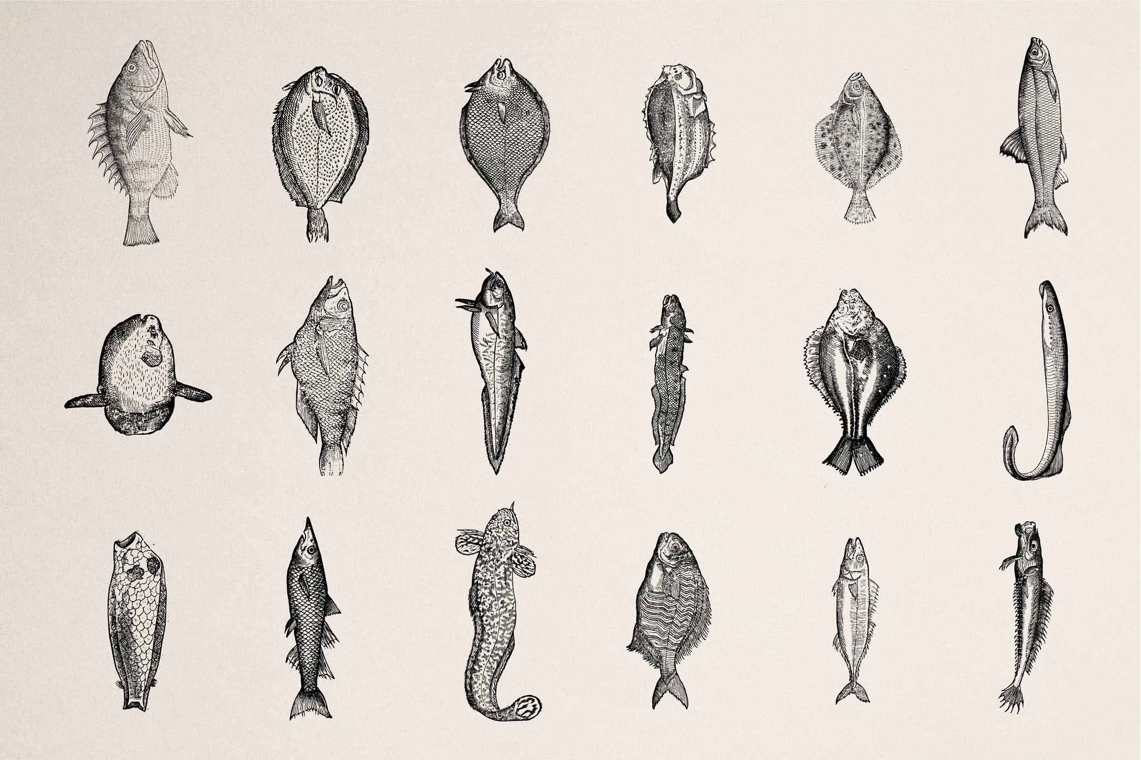 A Renaissance Field Guide to Fish - Vol.02