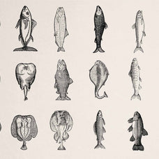 A Renaissance Field Guide to Fish - Vol.03