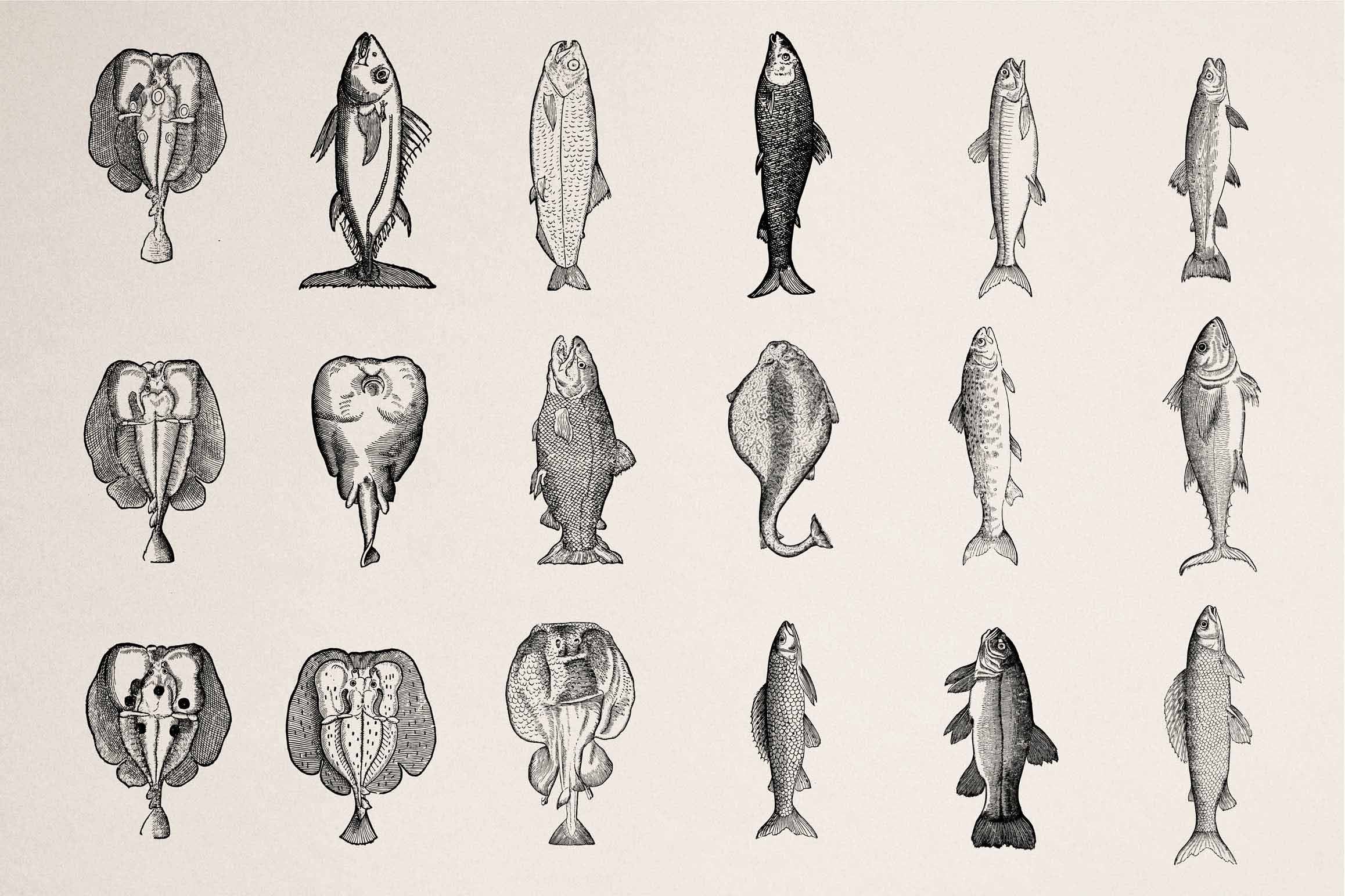 A Renaissance Field Guide to Fish - Vol.03