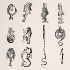 A Renaissance Field Guide to Fish - Vol.03