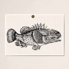 A Renaissance Field Guide to Fish - Vol.03