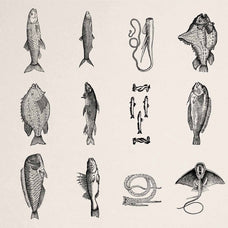 A Renaissance Field Guide to Fish - Vol.03
