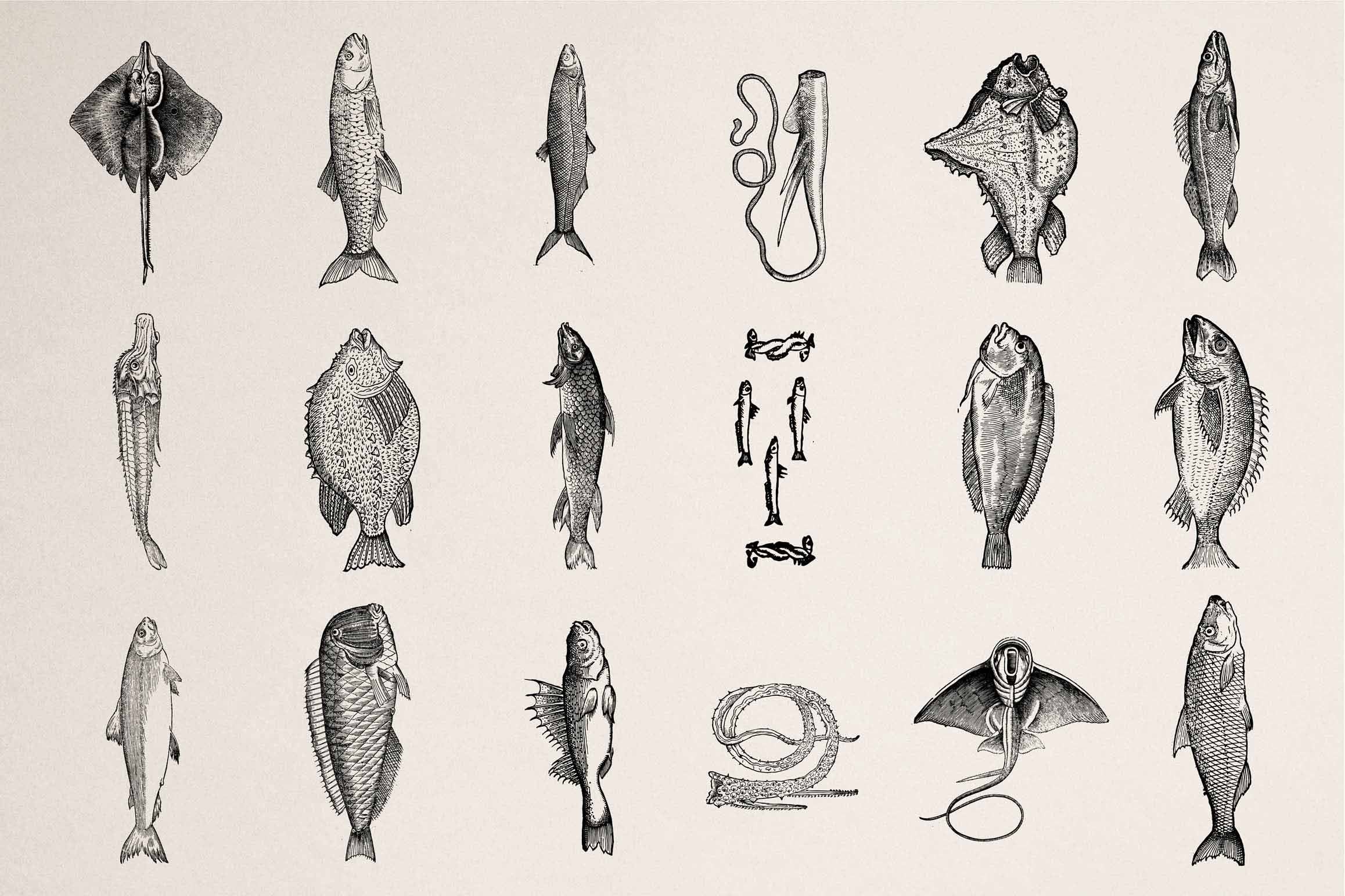 A Renaissance Field Guide to Fish - Vol.03