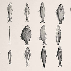 A Renaissance Field Guide to Fish - Vol.03