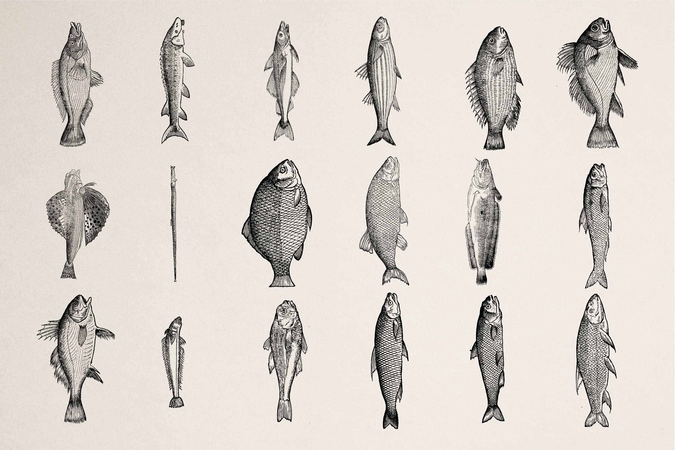 A Renaissance Field Guide to Fish - Vol.03