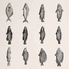 A Renaissance Field Guide to Fish - Vol.03