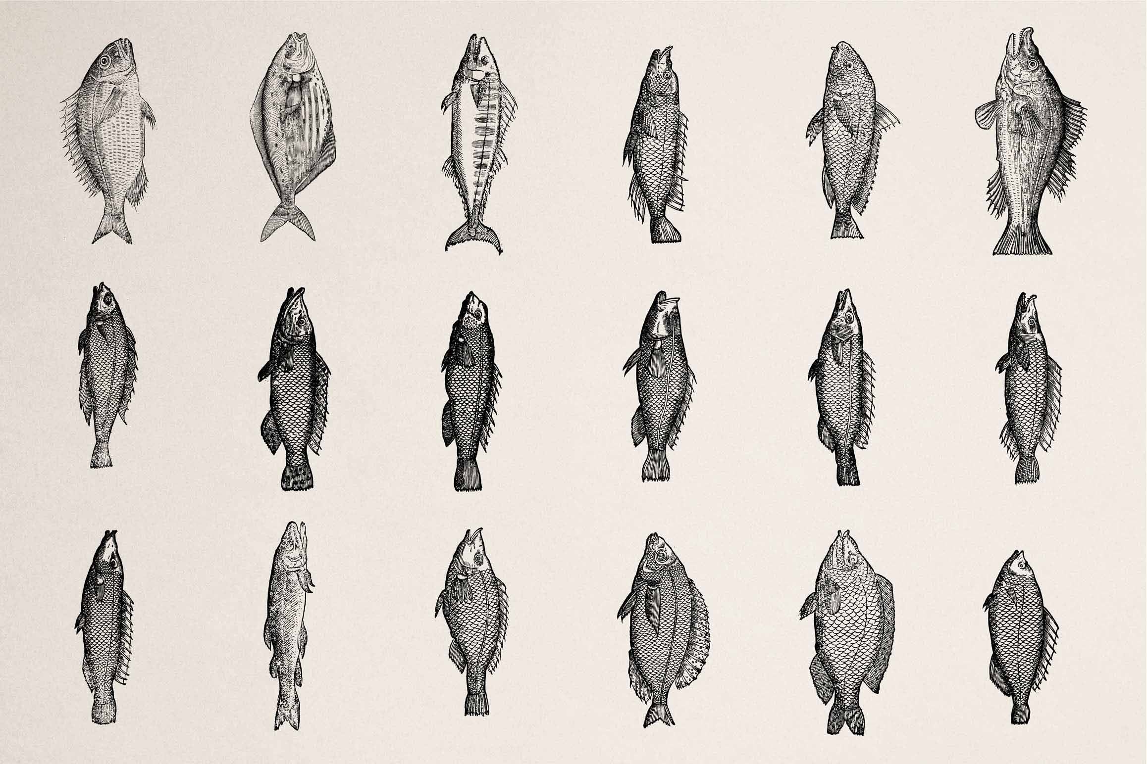 A Renaissance Field Guide to Fish - Vol.03