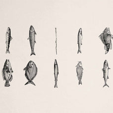 A Renaissance Field Guide to Fish - Vol.03