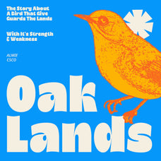 almie-bold-sans-serif-craft-supply-co-2.jpg