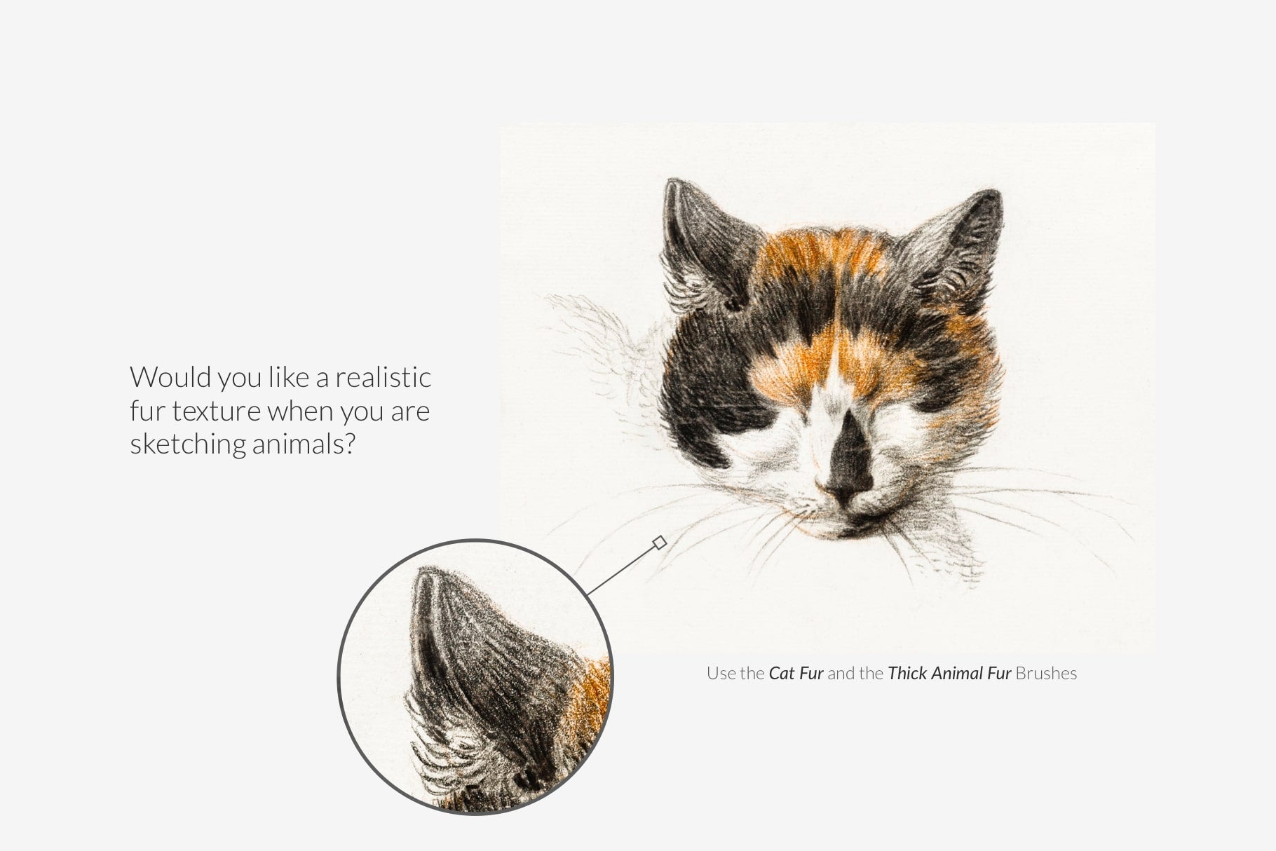 Animal Fur Procreate Kit