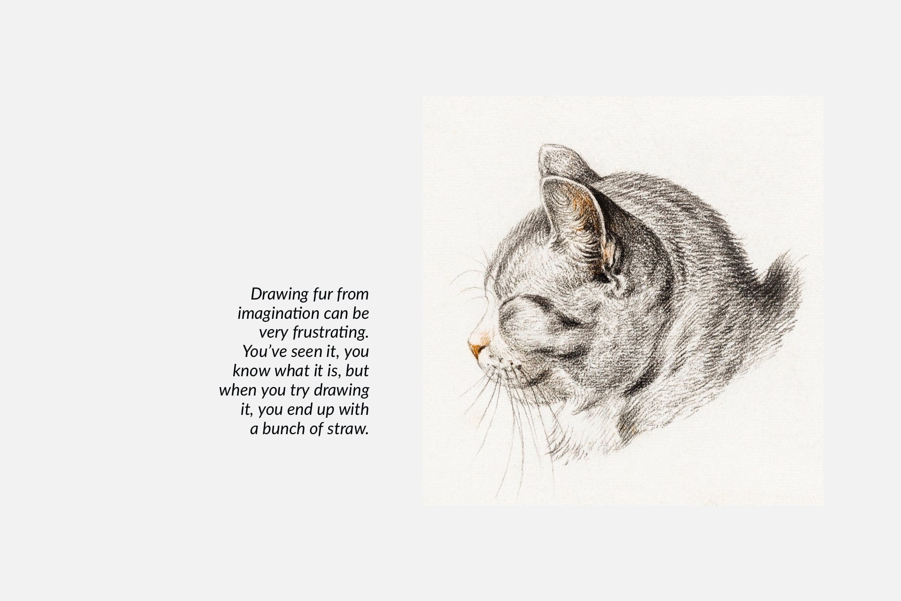 Animal Fur Procreate Kit