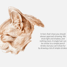 Animal Fur Procreate Kit