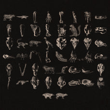 Animal Skeletons Asset Pack (Vol.1) by Jason Santos, preview 2
