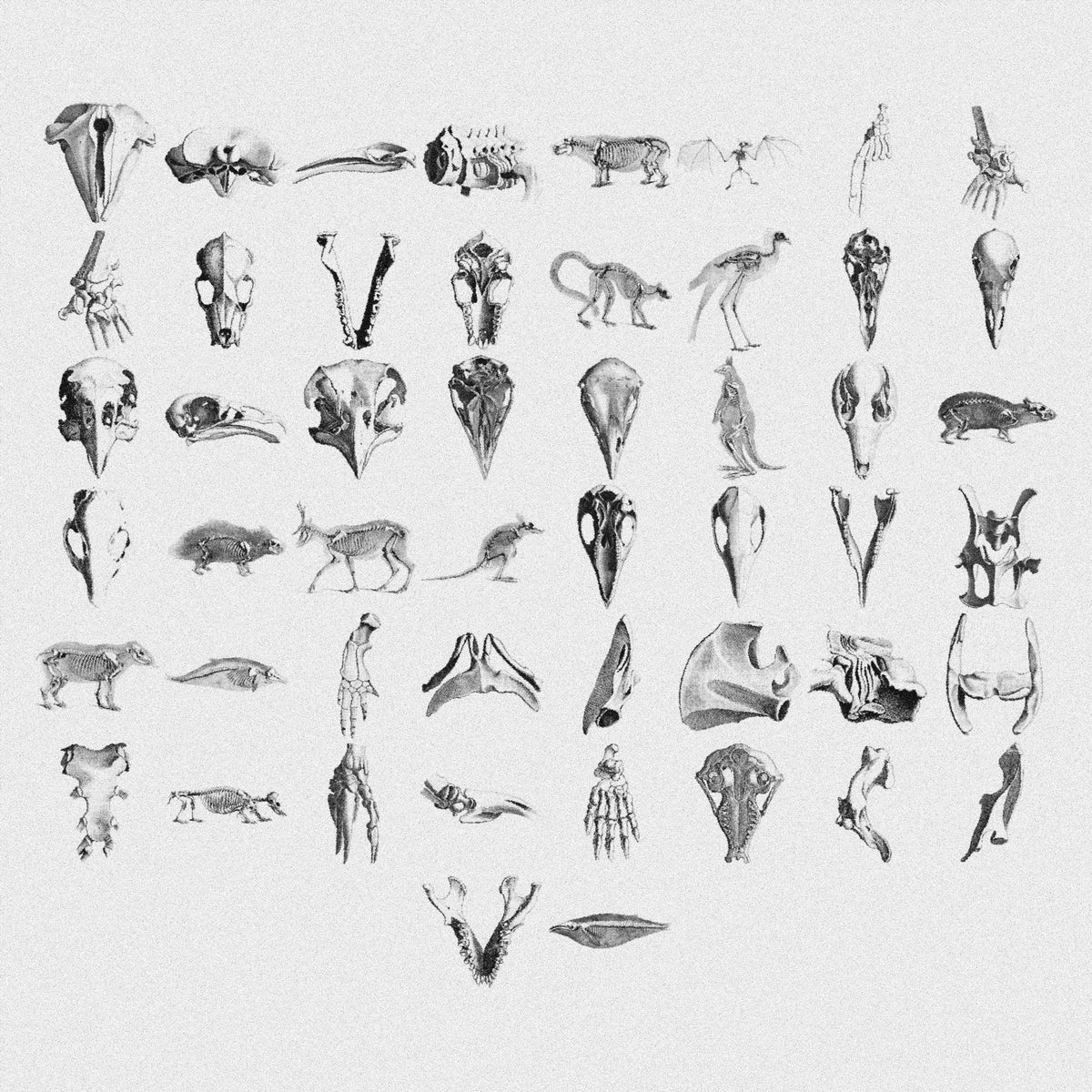 Animal Skeletons Asset Pack (Vol.2) by Jason Santos, preview 2