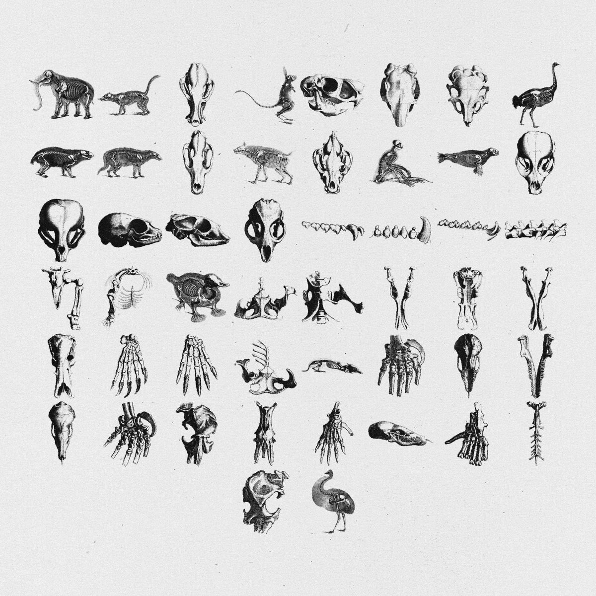 Animal Skeletons Asset Pack (Vol.4) by Jason Santos, preview 2
