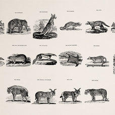 Animals of Air Land & Water