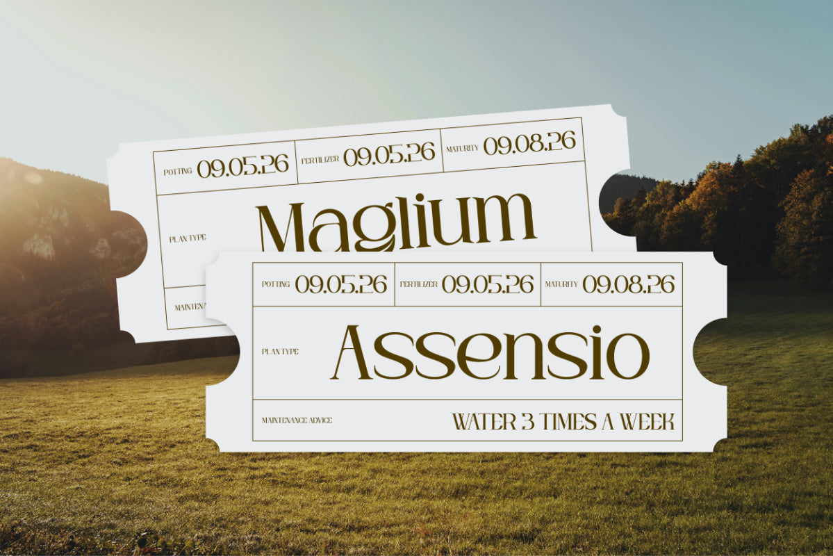 bagin-font-koplexs-studio-3.jpg
