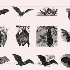 Bats of the World