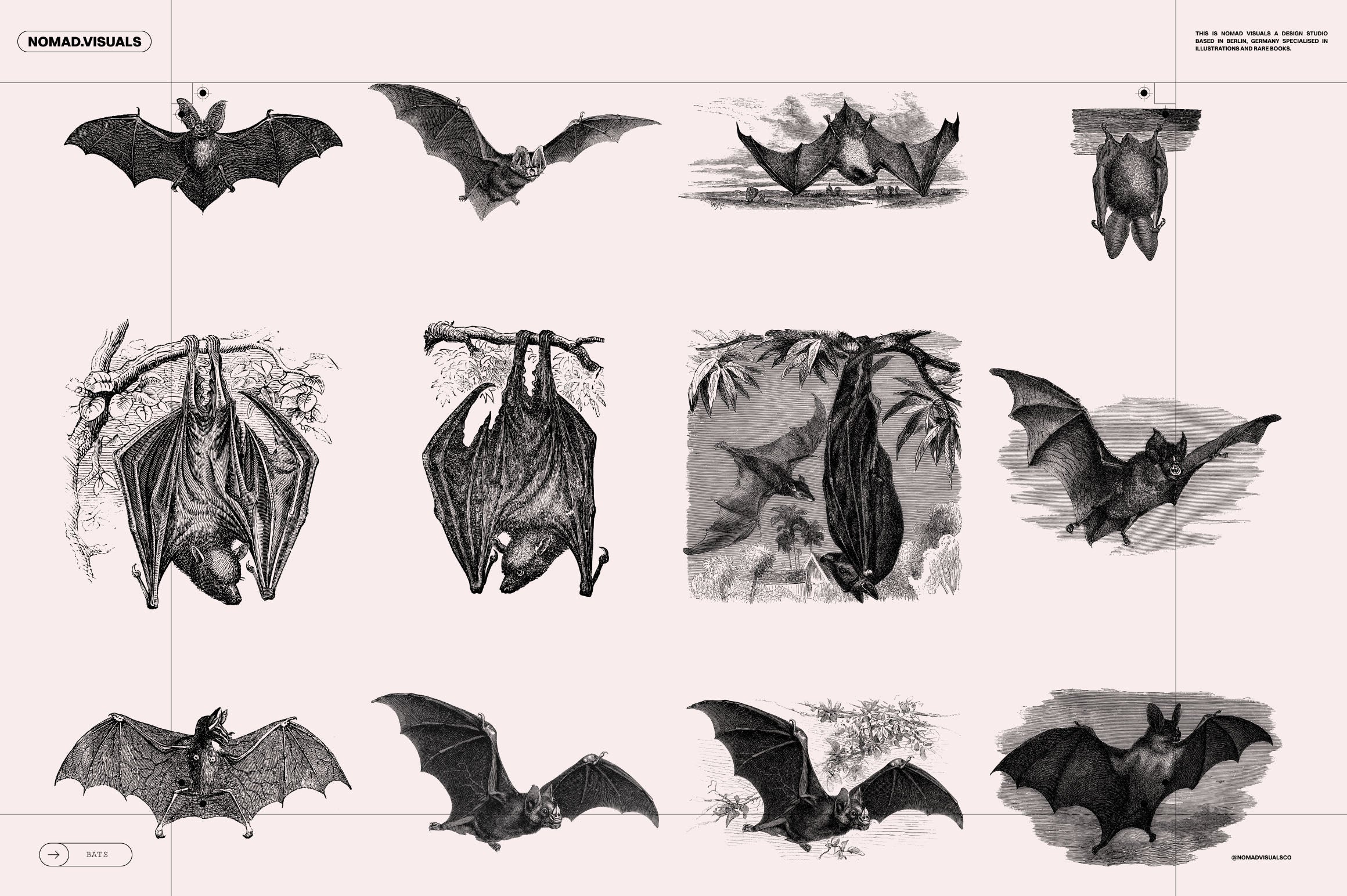 Bats of the World