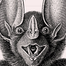 Bats of the World