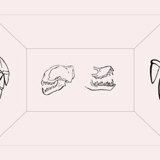 Bats of the World