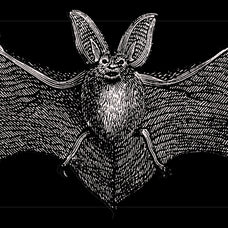 Bats of the World