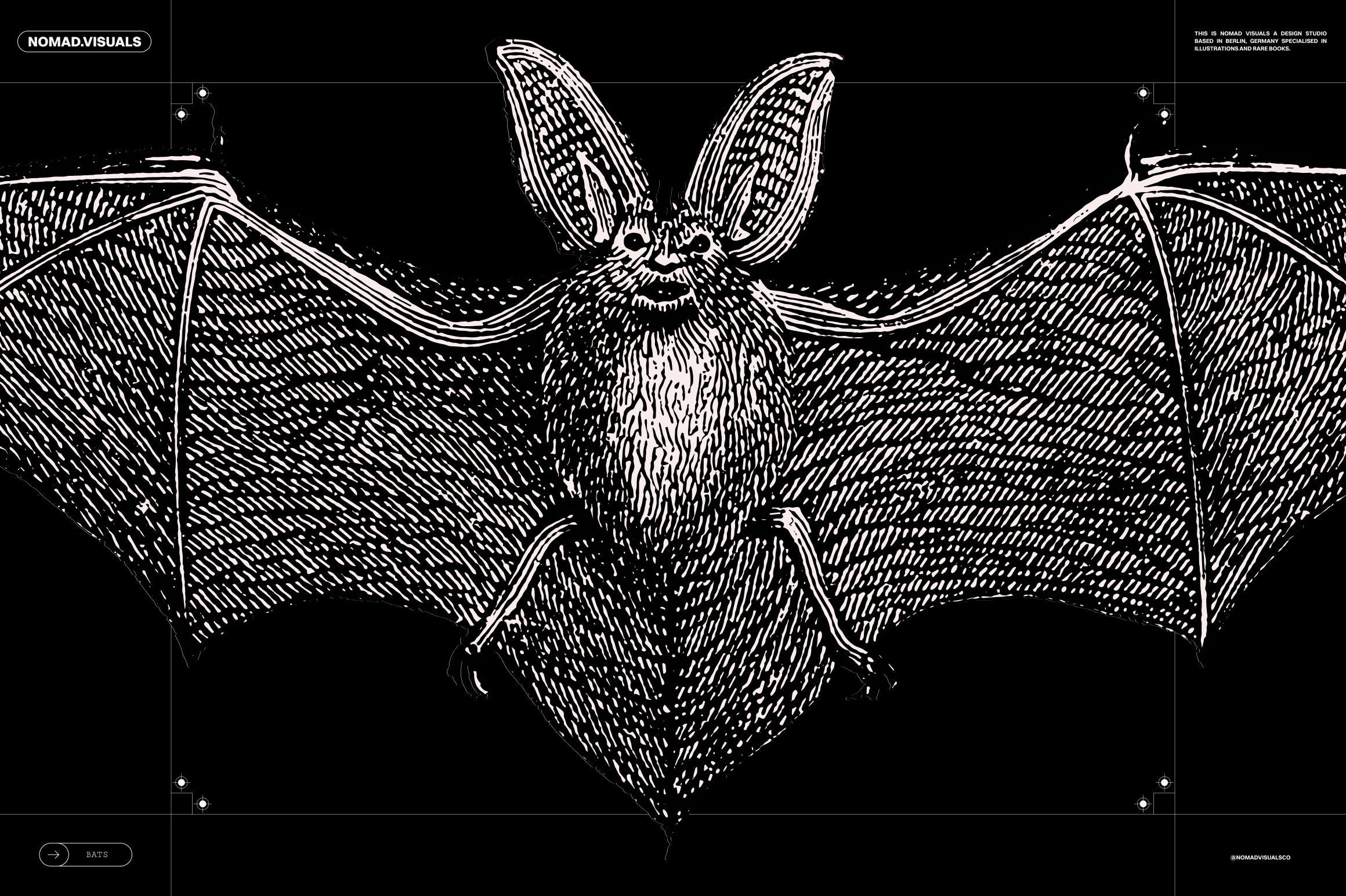 Bats of the World