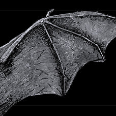Bats of the World