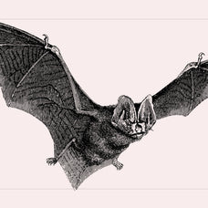 Bats of the World