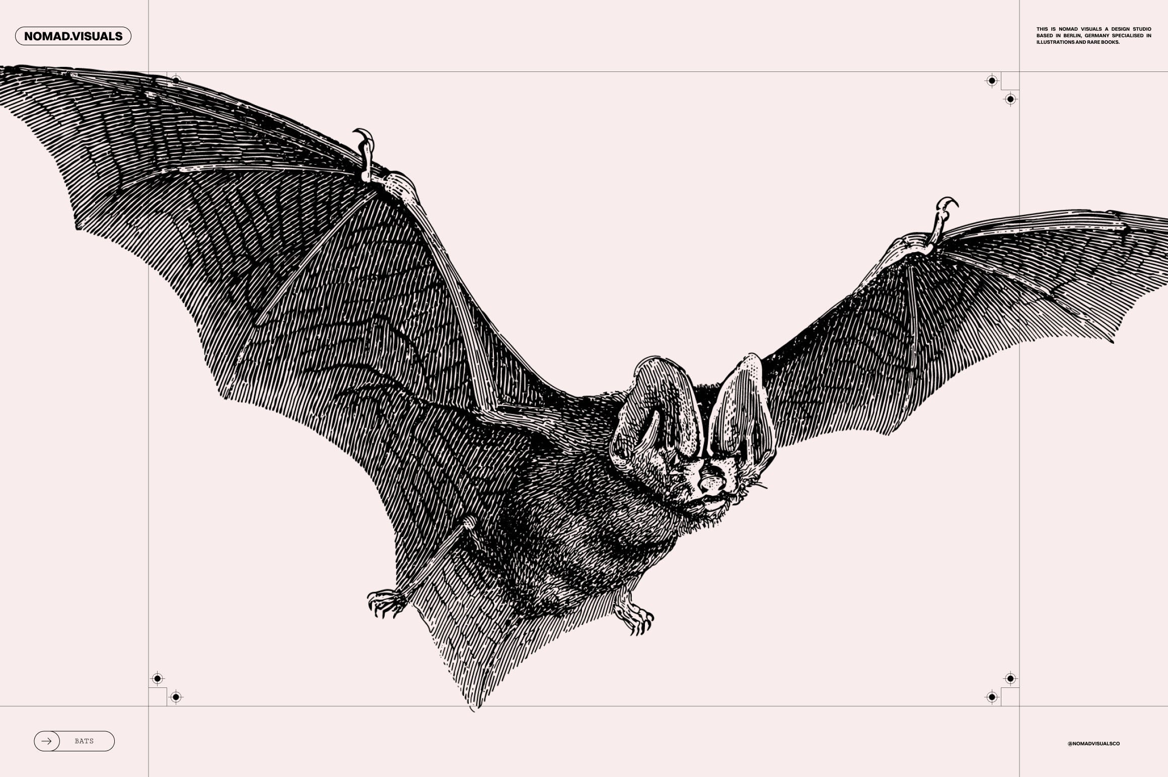 Bats of the World