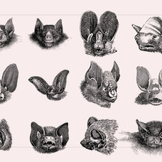 Bats of the World