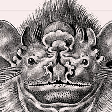Bats of the World