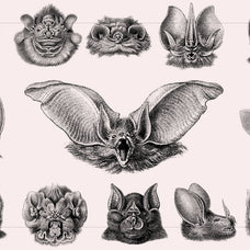 Bats of the World