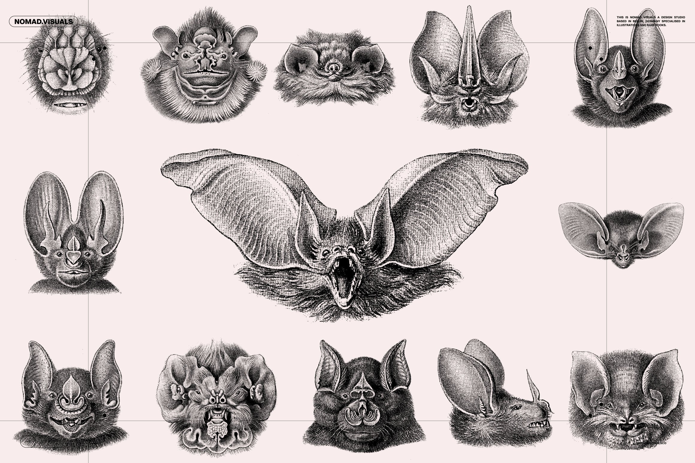 Bats of the World