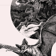 Bats of the World