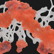Biomorphic Futurism - Vol 03