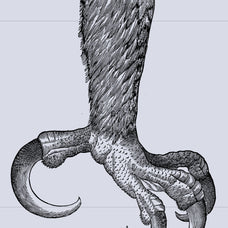 Birds of the World Illustrations