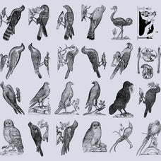 Birds of the World Illustrations