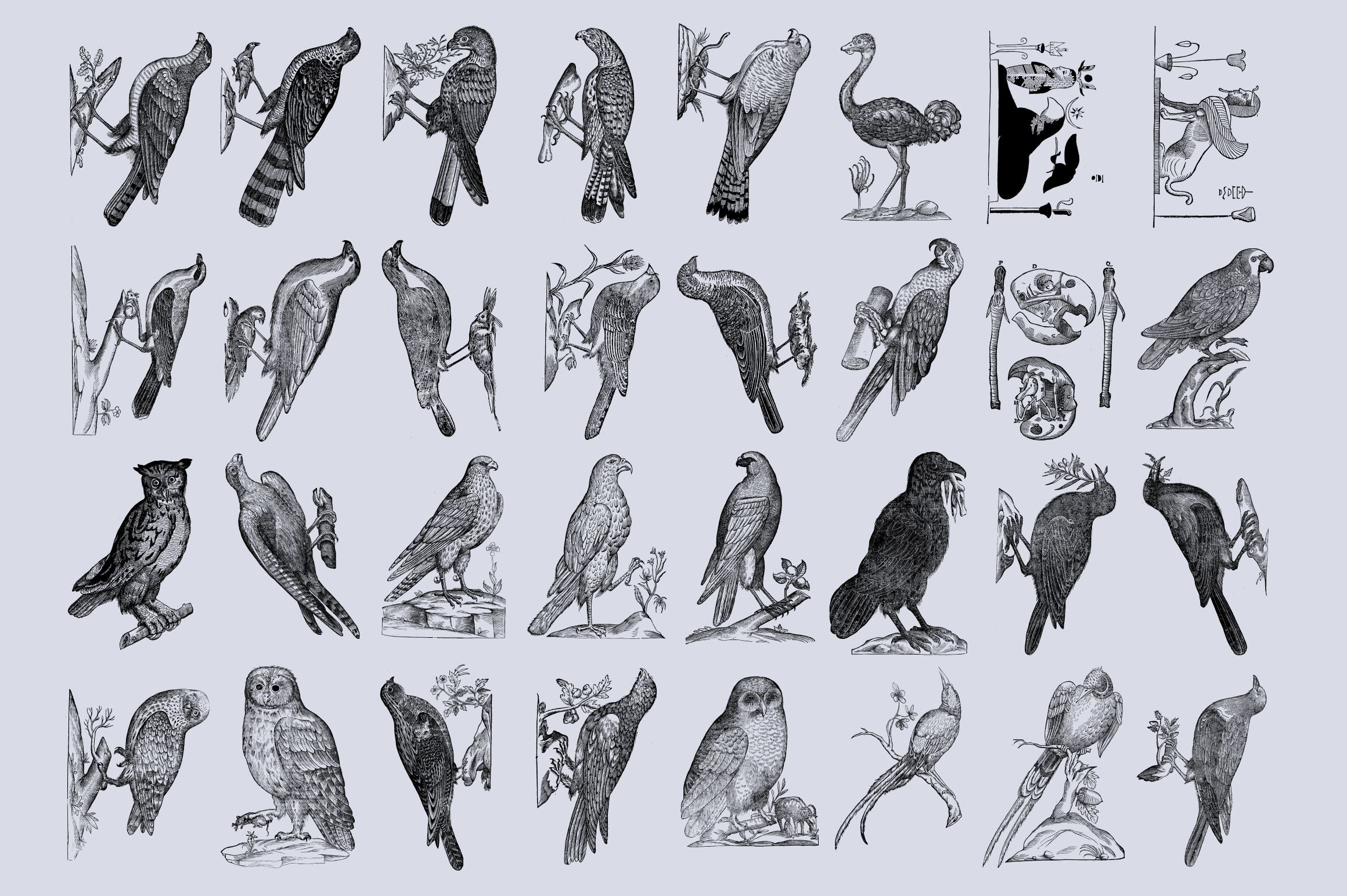 Birds of the World Illustrations