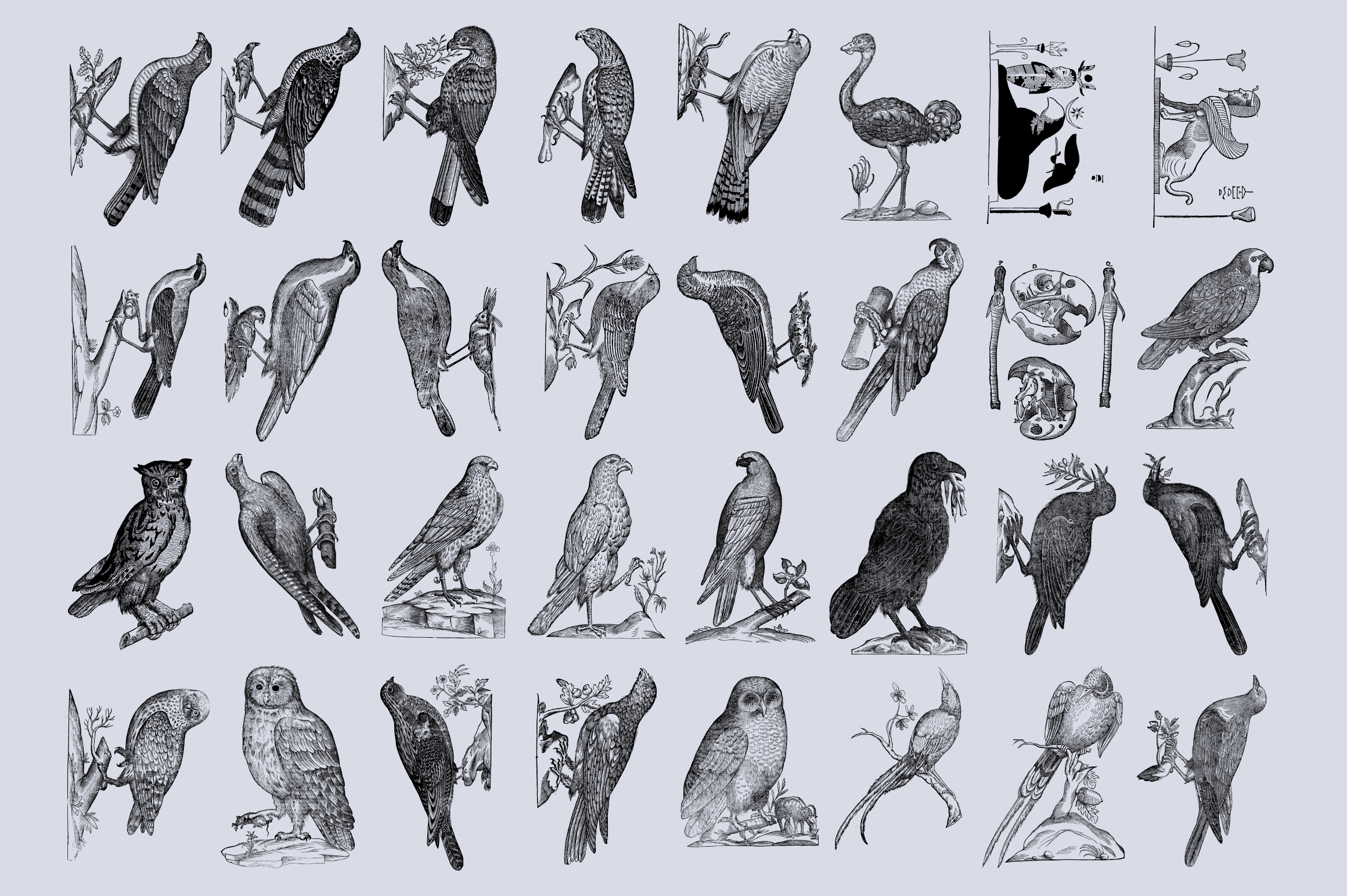 Birds of the World Illustrations