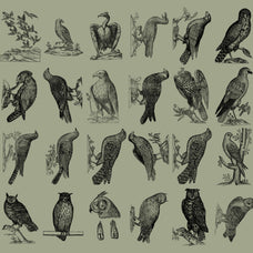 Birds of the World Illustrations