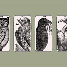 Birds of the World Illustrations