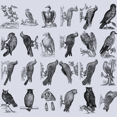 Birds of the World Illustrations