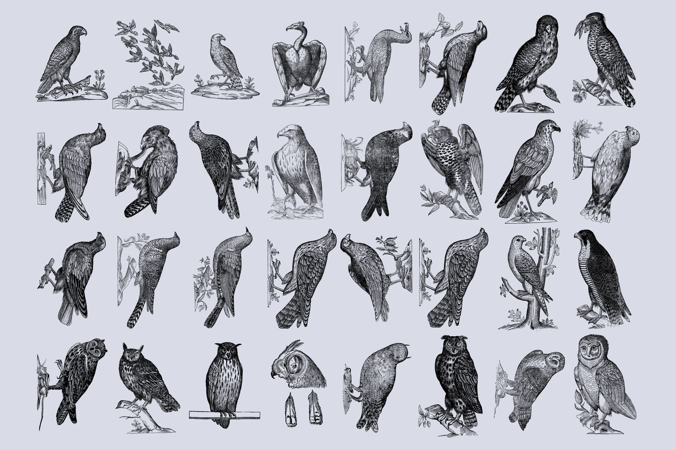 Birds of the World Illustrations