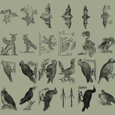 Birds of the World Illustrations