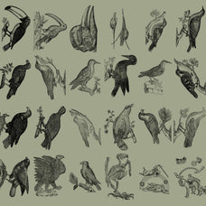 Birds of the World Illustrations