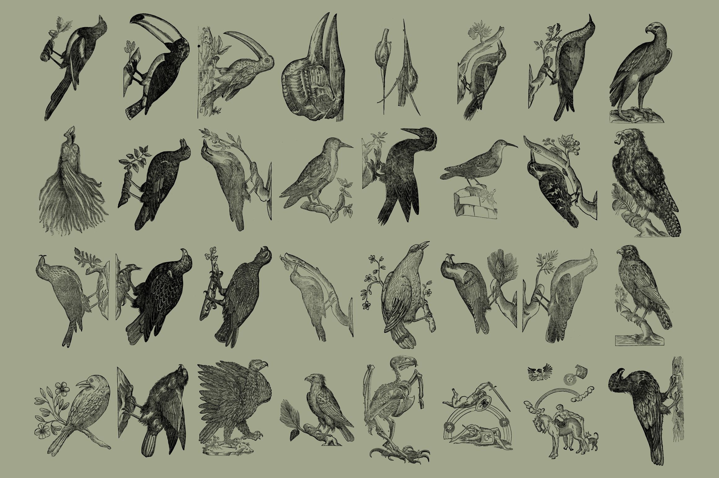 Birds of the World Illustrations