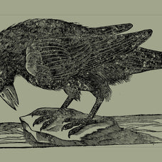 Birds of the World Illustrations